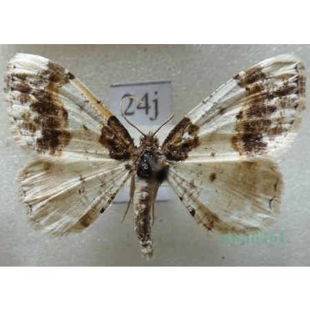 Ligdia adustata (denis & schiffermüller, 1775) Plamiec trzmieliniak Czech24j